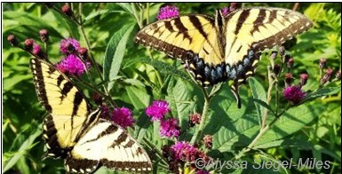 Figura 10. Las plantas nativas, como la ironweed, proporcionan sustento a muchos polinizadores y otros insectos beneficiosos.