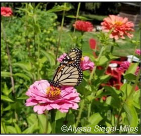 Figura 11. Las plantas no nativas y no invasivas, como la Zinnia, que son atractivas y de apoyo para los polinizadores son adiciones beneficiosas al paisaje.