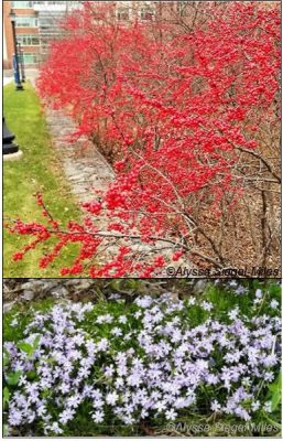 Figura 13. Elija plantas que proporcionen interés ornamental en todas las estaciones, especialmente desde el otoño hasta finales de la primavera, cuando los estudiantes están presentes. Por ejemplo, la baya de invierno (Winterberry) tiene bayas rojas en otoño e invierno (arriba), mientras que las flores de flox rastrera (Creeping phlox) aparecen en primavera (abajo).