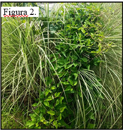 También puede arrastrarse por el suelo; la planta no puede mantenerse erguida sin apoyo (Figura 2). 
