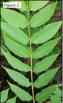 HOJAS: Compuesto pinnadamente (tallo central con folíolos unidos a cada lado). La hoja general varía en tamaño de 1 a 4’ de longitud. Cada hoja tiene 11-41 folíolos en forma de lanza, con márgenes lisos (bordes) (Figura 2). Uno a dos pro-truding bumps, llamados dientes glandulares, están en la base de cada folíolo. Cuando se trituran, las hojas y todas las partes de la planta emiten un fuerte, ofensivo olor.