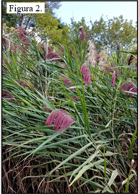 ). Fácilmente identificada por su altura (5- 13 pies) y flores plumosas 