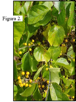 • Hojas: Alternas, de 1 a 4 pulgadas de largo, elíptica a circular (Figura 2). 