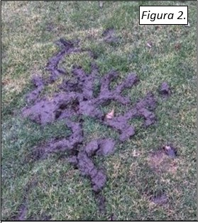 Figura 2. Túnel de topos