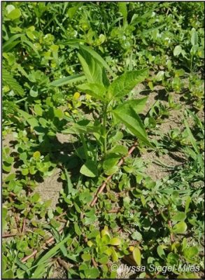 Figura 20. Una pradera recién sembrada enprimavera, con una fuerte presión de crecimiento de malezas.