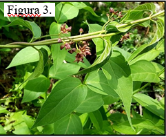 HOJAS: Larga, ovalada y opuestas, puntiagudas (Figura 3); 3-4 pulg. 