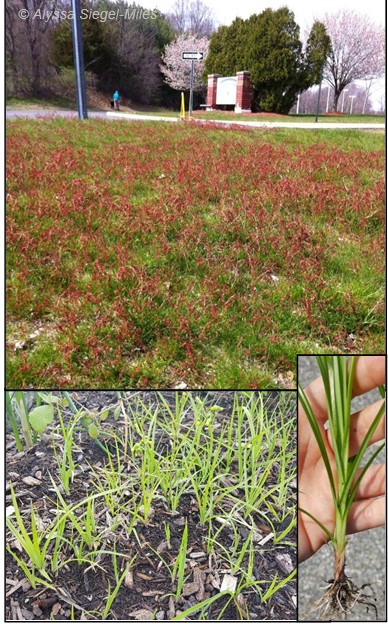 Figura 31. La acedera roja (sheep sorrel) indica suelos secos, ácidos y de baja fertilidad (arriba). La juncia avellanada o hierba amarilla (yellow nutsedge) indica suelos más húmedos (abajo).