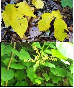Figura 32. La aparición de la hiedra venenosa puede ser bastante variable, dependiendo de la época del año y la edad de la planta. Crecimiento nuevo tierno en primavera, con algo de follaje rojo visible (arriba a la izquierda). Follaje verde oscuro de una planta más vieja (arriba a la derecha).