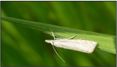 Figura 35. Polilla del gusano de la telaraña (sod webworm moth) del césped Fuente de la foto: Lebanon Turf.