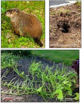 Figura 39. Una marmota (arriba a la izquierda). Fuente de la foto: Flickr. Figura 40. Entrada de la madriguera de una marmota (arriba a la derecha). Fuente de la foto: Westchester Wildlife. Figura 41. Daño de la marmota en la vid de batata (arriba en el medio). Foto por Pamm Cooper. Figura 42. Cercado con la parte superior de 12" suelta y doblada hacia afuera en un ángulo de 90° para evitar que las marmotas trepen la cerca. Fuente: massaudubon.org