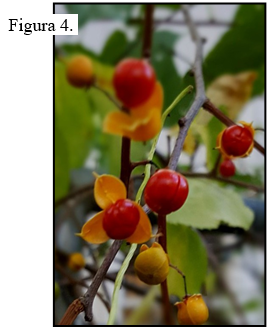 • Semilla/Frutas: Pequeña, en forma de globo, con una capa verde que madura a amarillo; la capa se abre para revelar frutos rojos con forma de baya