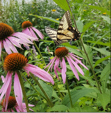 Figura 4. Una mariposa disfruta de esta coneflo-wer. Foto por Alyssa Siegel-Miles