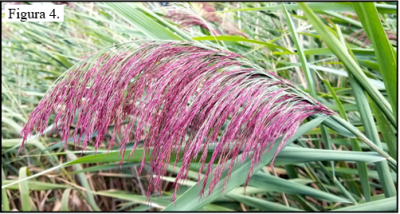Densamente ramificadas, erectas o caídas, esponjosas, moradas, espigas de flores terminales de 6 a 16 pulgadas aparecen en junio 