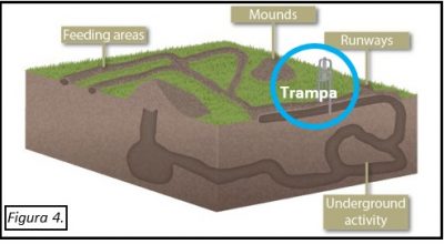 Figura 4. Sistema de madriguera de topos que muestra el lugar apropiado de la trampa en un tramo largo y recto del túnel. Fuente: Estado de Iowa