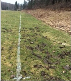 Figura 43. Daño de topos en campos deportivos escolares (izquierda) y agujeros de topos activos (abajo).