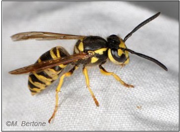 Figure 46. yellowjacket adulto. Photo by M. Bertone, NC State Extension.