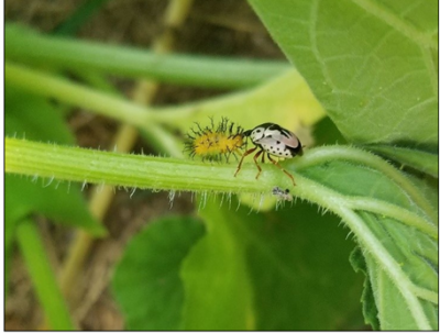 Figura 5. Un depredador atacando a una larva de escarabajode calabaza. Foto por Alyssa Siegel-Miles.