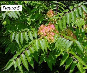 fruta - samaras (foto de Chuck Bargeron, Universidad de Georgia, Bugwood.org