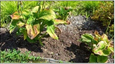 Figura 7. Estas hostas se plantaron en un área que recibió más luz solar de la que estas plantas pueden tolerar, causando quemaduras en las hojas.