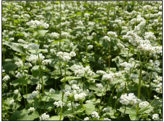 Figure 7. Figura 7. Un rodal de cultivo de cobertura de trigo sarraceno. Foto por Victoria Wallace.