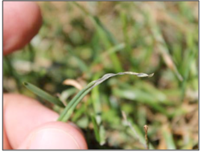 Figura 7. La mancha foliar gris puede ser una enfermedad devastadora para el raigrás perenne. La selección de cultivares resistentes a las enfermedades es fundamental. Foto por John Inguagiato.