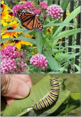 Figura 9. Las plantas que apoyan tanto a los adultos como a las larvas de mariposas son importantes en los paisajes. Esta mariposa monarca adulta (arriba) bebe néctar de una planta nativa de algodoncillo de pantano, mientras que una oruga monarca (abajo) come las hojas de este algodoncillo común nativo.