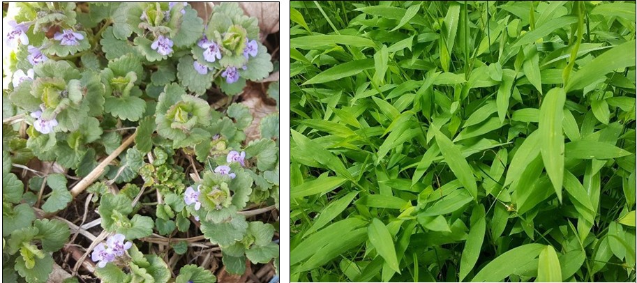 Ground ivy (Glechoma hederacea) on left; Japanese stiltgrass (Microstegium vimineum) on right (both are invasive).