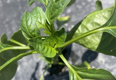 Bright green colored insect on green pepper leaf.