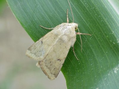 A light tan CEW moth on a green leaf.