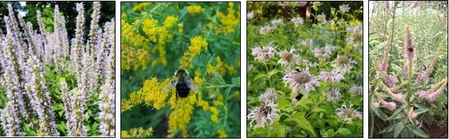 De izquierda a derecha:hisopo de anís (Agastache foeniculum), vara de oro (Solidago spp.), bergamota silvestre (Monarda fistulosa), y raíz de Culver