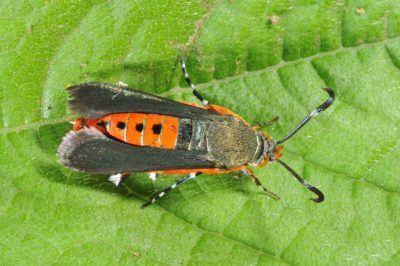 Adult squash vine borer on a green leaf. Adults have black wings and an orange body with black markings.