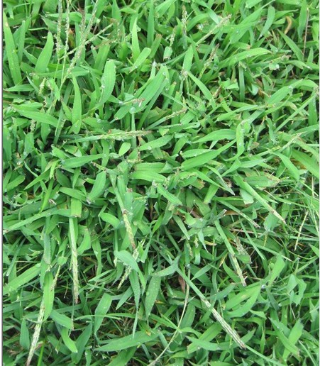 crabgrass (Digitaria spp.)