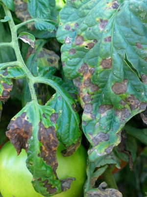 Green tomato leaf with dark brown circles with concentric rings.