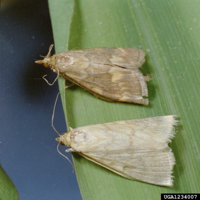 Two ECB moths on a green leaf. One is brown, the other is a light tan. 