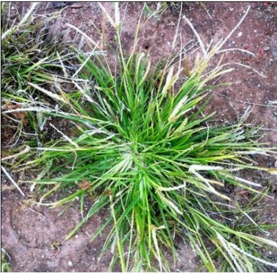 goosegrass (Eleusine indica)