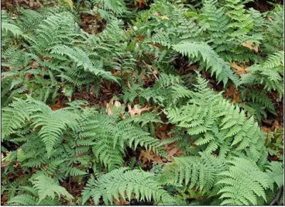 hay-scented fern (Dennstaedtia punctilobula)