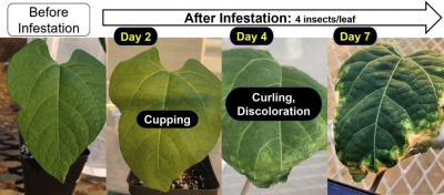 Four images showing the progression of symptoms from leafhopper damage.
