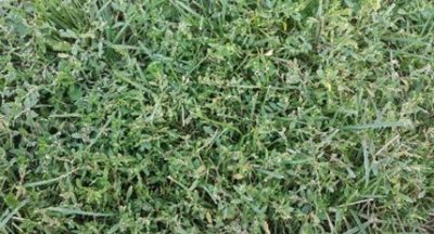 prostrate knotweed (Polygonum aviculare)