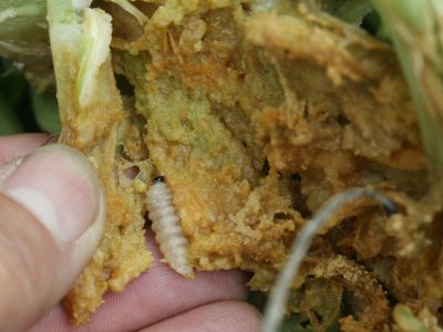 A circuit vine cut open to show mushy inside with a svb larvae.