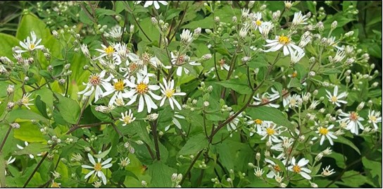 white wood aster (Eurybia divaricata)