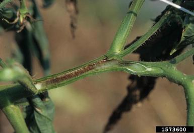 the inside of a tomato stem with lots of browning.
