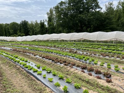 fields of red and green lettuce