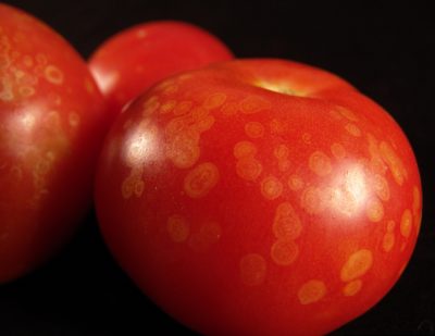 red tomato with light colored circular spots around the surface.