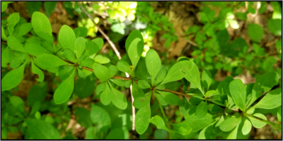 Closeup of leaves.