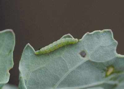 DBM caterpillar on the edge of a green leaf. The caterpillar has yellow-green body that is pointed at both ends. 