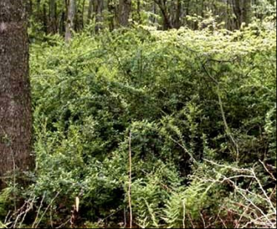 Deciduous shrub. Typically 2 to 3 feet tall, but can grow up to 6 feet. Somewhat wider than tall. Grows in dense thickets with arching branches