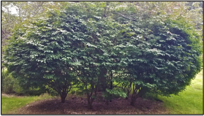 Arbusto leñoso de crecimiento rápido, caducifolio, con múltiples tallos. 5-15 pies de altura. Una planta ornamental popular conocida por su color rojo brillante en otoño, todavía se planta comúnmente a lo largo de las carreteras interestatales, como setos y en plantaciones nuevas (Figura 1).