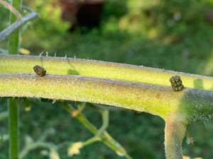 cubed-shaped frass of a hornworm on a tomato stem