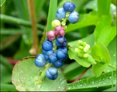 Fruta de una milla por minuto, sobre una ócrea en forma de platillo. Foto de Donna Ellis.