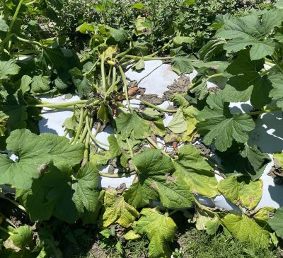 a close up of some a yellow summer squash plant that has wilted and mostly collapsed due to disease